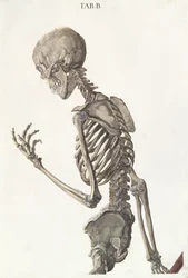 Skelettets ben, från Tabulae Osteologicae av Christoph Jacob Trew (1695-1769), graverad av G. Lichtensteger, 1740.